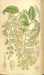 Pterostyrax hispidus, Styracaceae